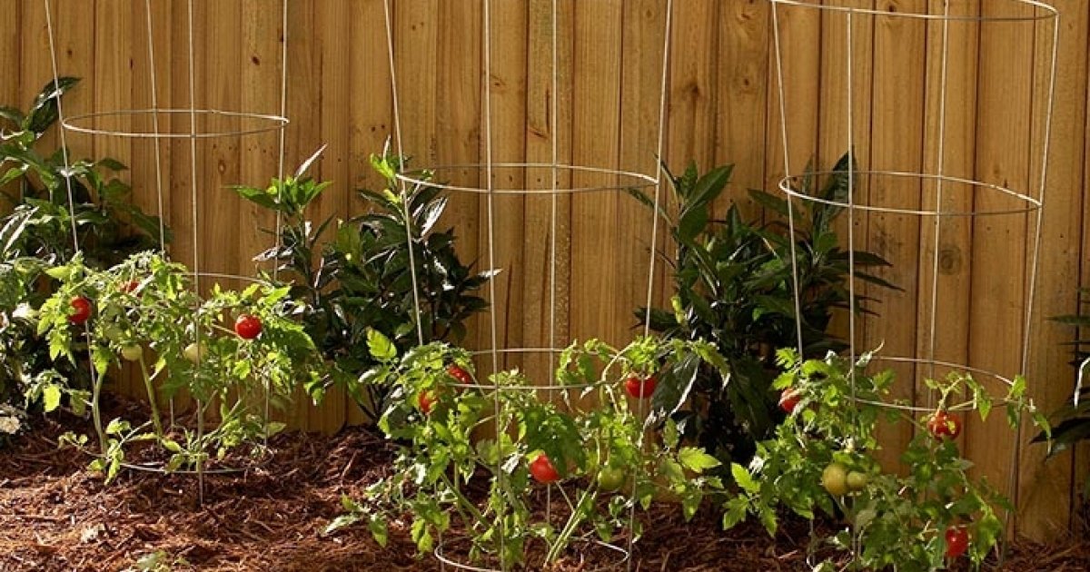 Woodstock Wire Tomato Cages Just 3.99 Kmart