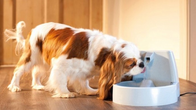 Drinkwell Pet Fountain Only $19 @ Amazon