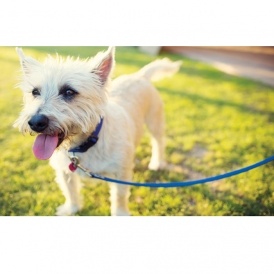 $10 Off $30 PetSmart Order @ Petsmart