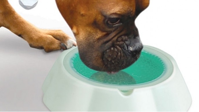 Frosty Bowl Chilled Pet Bowl $7.99