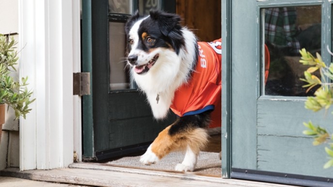 Rare $25 Off $75 Purchase Offer @ Petsmart