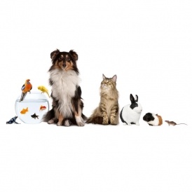 $7 Off And $7 In-Store Purchase @ PetSmart
