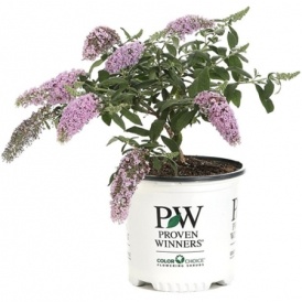 Flowering Shrubs From $12 @ Amazon