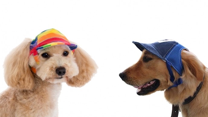 découvrir les dernières tendances charme de coût réduction jusqu'à 60% Happy Paws Dog Baseball Cap From $8 @ Amazon découvrir les dernières tendances charme de coût réduction jusqu'à 60% Happy Paws Dog Baseball Cap From $8 @ Amazon