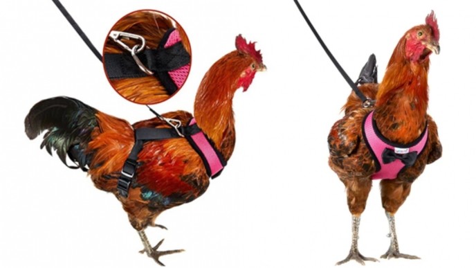 Check Out These Chicken Harnesses @ Amazon