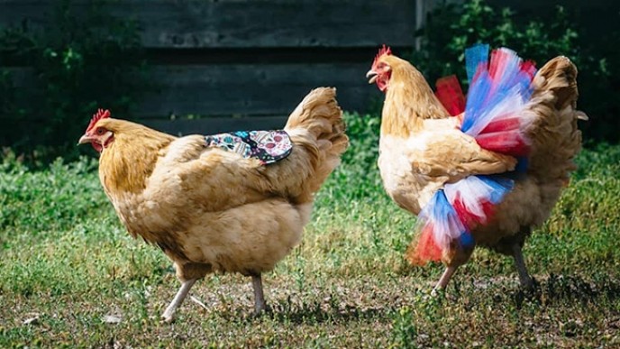 Check Out These Chicken Tutu's @ Etsy