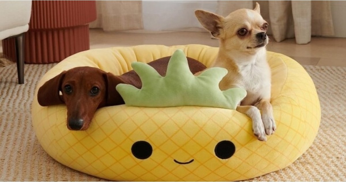 Where To Buy Squishmallow Dog & Pet Beds Online