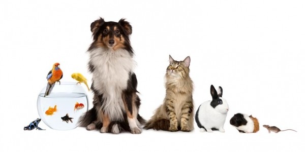 $7 Off And $7 In-Store Purchase @ PetSmart