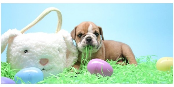 Today Only Easter Eggstravaganza Hunt @ Hollar