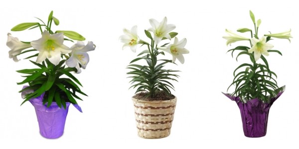 Potted Easter Lilies $1 (Reg. $8) @ Lowe's