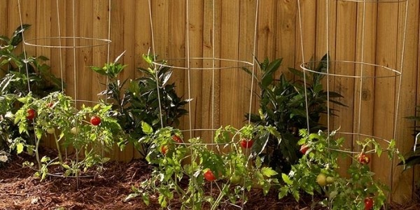 Woodstock Wire Tomato Cages Just $3.99 @ Kmart